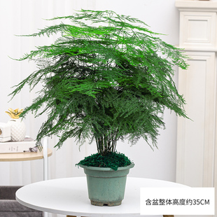 大文竹盆栽绿植花卉造型植物室内四季好养办公室桌面净化空气云竹