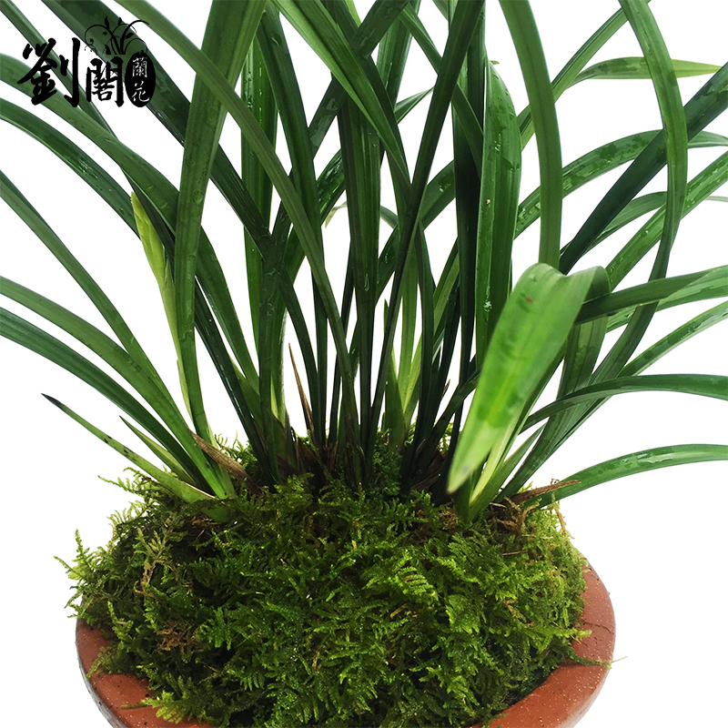 刘阁兰花苗 四季兰 龙岩素 夏带花苞出售好养花卉室内绿植盆栽草