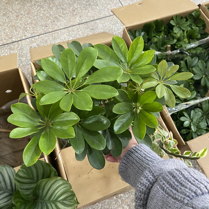 鸭脚木盆栽老桩客厅好养七叶莲八方来财四季常青办公室桌面小绿植