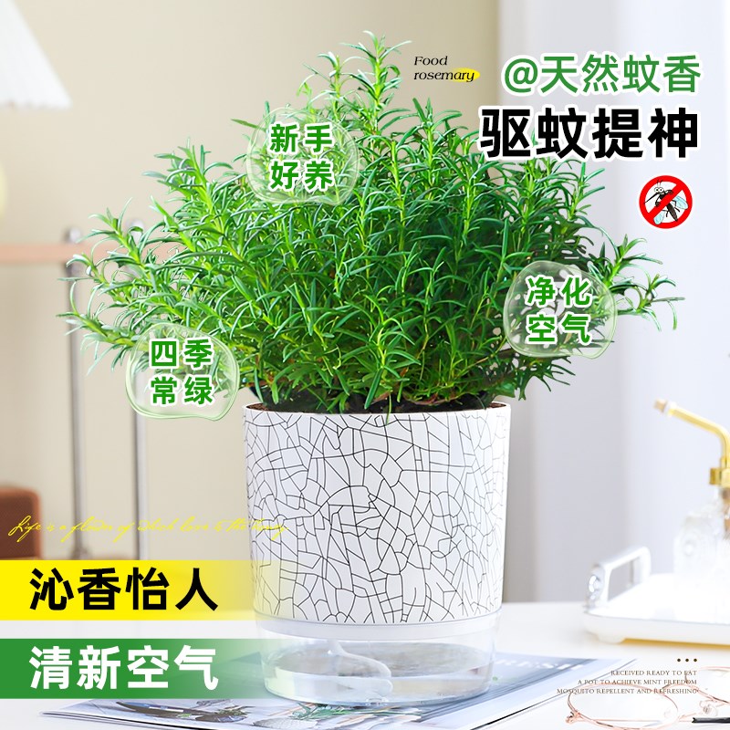 大盆迷迭香可食用盆栽煎牛排室内阳台好养活绿植香草薄荷蛋糕装饰