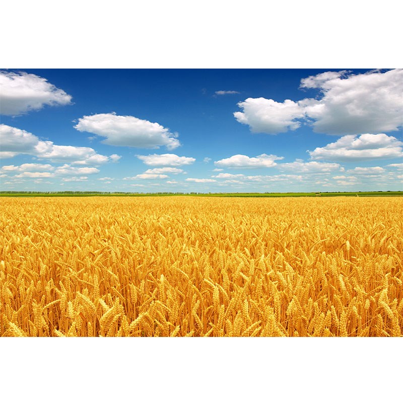 金色麦田蓝天白云秋收图客厅餐厅装饰挂画硕果累累大丰收麦穗壁画