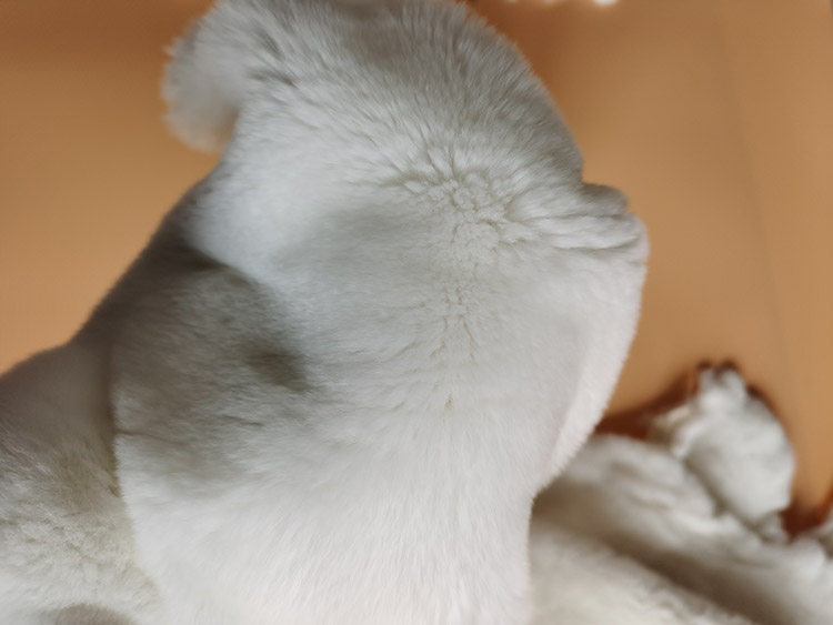 獭兔皮整张獭兔毛皮料超软内胆包包辅料真熟兔子皮整张护膝坐垫,居家布艺,海绵垫/布料/面料/手工diy,淘宝优惠券,粉丝福利购,淘宝优惠卷