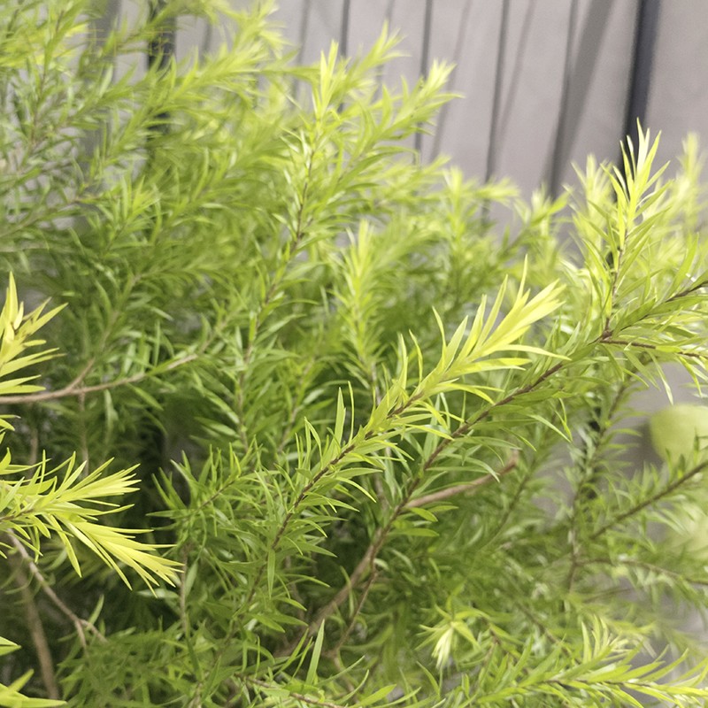 千层金新鲜切枝条客厅装饰结婚背景卡片花束配叶水养植物可风干花