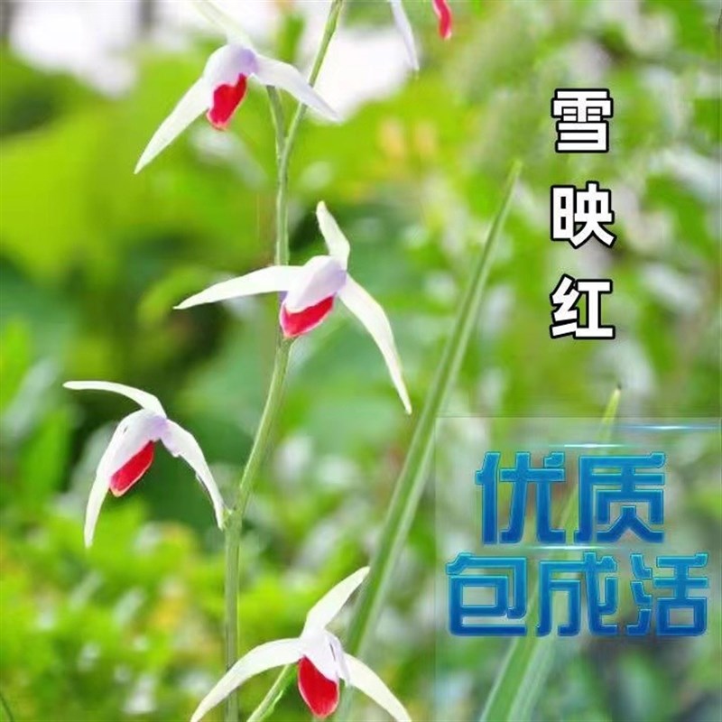 带花苞自然名品兰花苗盆景寒兰【紫猫】浓香室内绿植花卉盆栽好养