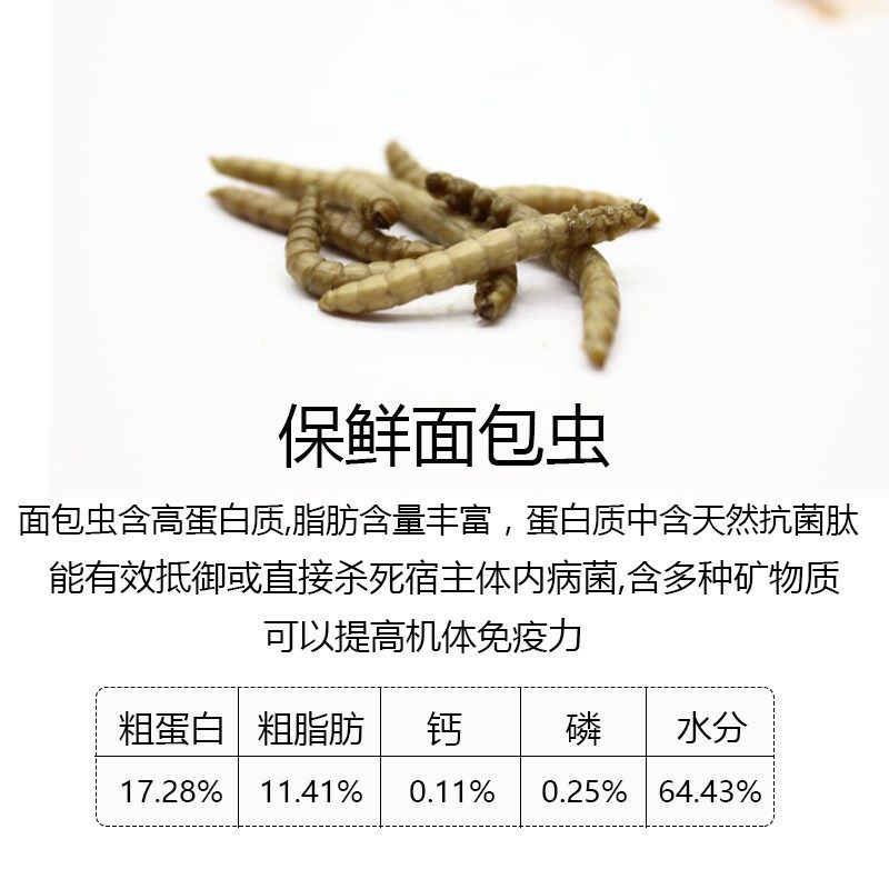 保鲜虫龟鱼爬虫食品蟋蟀大麦虫杜比亚面包虫罐头蜥蜴乌龟龙鱼饲料,宠物/宠物食品及用品,观赏龟/鳖饲料,淘宝优惠券,粉丝福利购,淘宝优惠卷