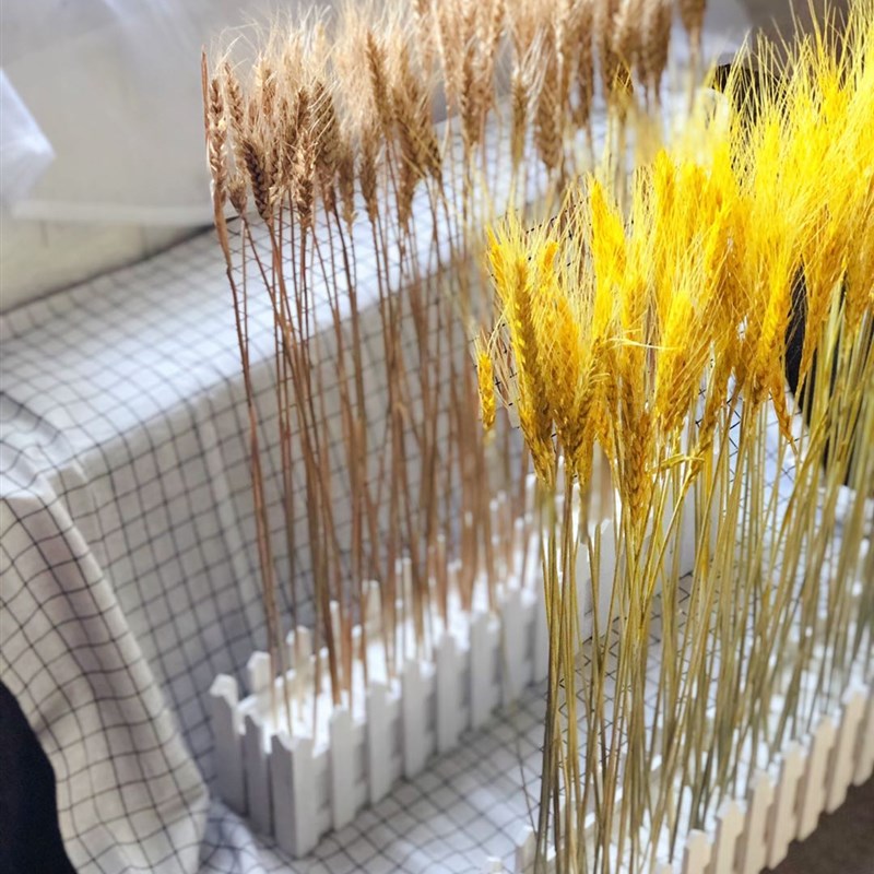天然干花麦穗栅栏套装开业大麦子田园装饰礼品拍摄道具稻穗干花艺