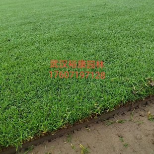 武汉裕康园林 草坪草皮 马尼拉草坪 果岭草草坪 百慕大剪股颖草坪