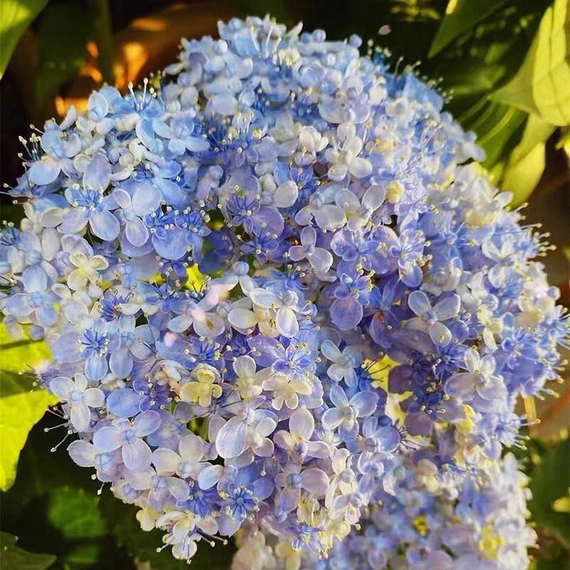 新品绣球大花三河千鸟有松花苗庭院别墅阳台盆栽多年生花卉