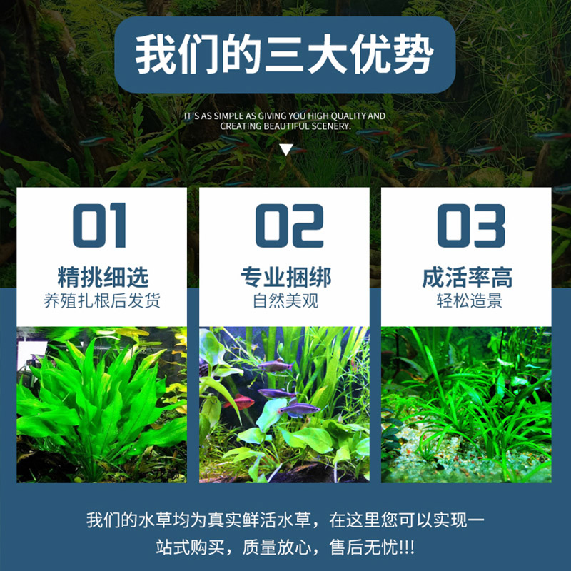 鱼缸水草植物真草造景套餐阴性增氧趴地矮珍珠活水榕沉木造景石头