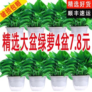 新房绿萝室内盆栽除甲醛净化空气植物花卉办公室客厅绿植绿箩好养