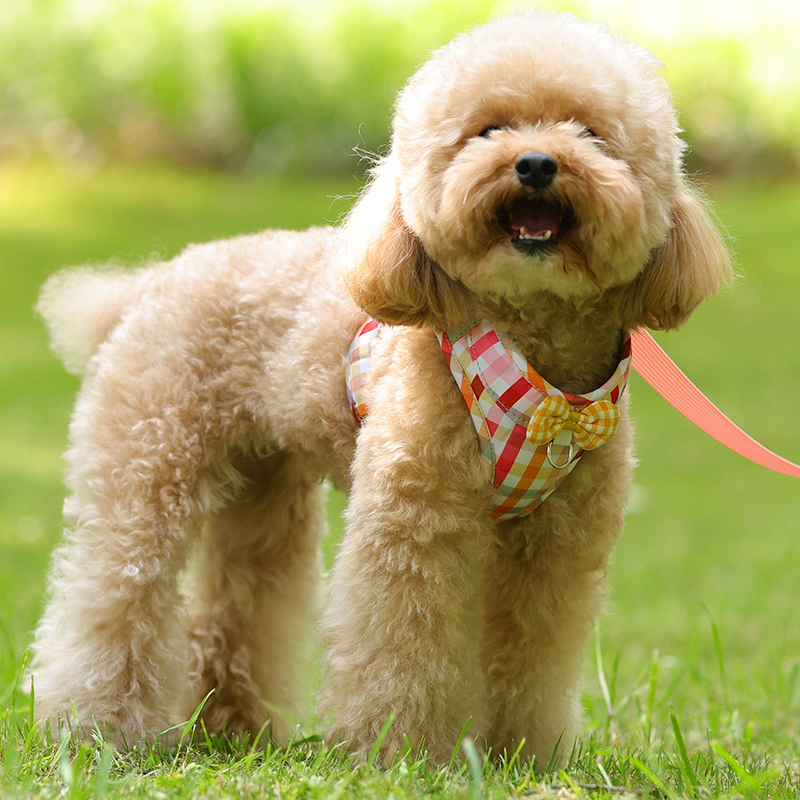 网红可爱狗狗牵引绳背心式小型犬比熊泰迪幼犬胸背带遛狗绳狗链子