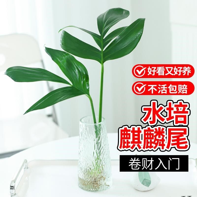 麒麟尾水培植物盆栽龟背竹室内桌面四季好养净化空气耐阴水养植物
