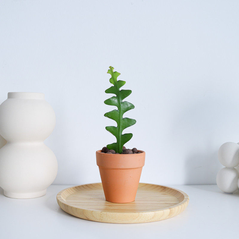 稀有植物绿植鱼之骨仙人掌奇特桌面植物室内盆栽鱼骨仙人掌盆栽