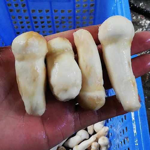 松茸清洗机商用批量清洗不锈钢全自动毛辊清洗机软毛刷去泥不伤肉
