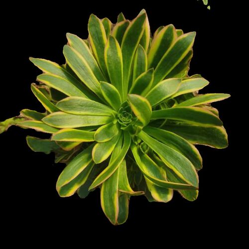 虞姬法师多肉植物原始绿黄锦高端品种室内台庭院绿植花卉盆栽