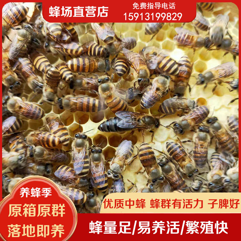 优质蜜蜂蜂群带子脾带王阿坝蜂王土蜜蜂养殖中华蜜蜂蜂群带箱包活