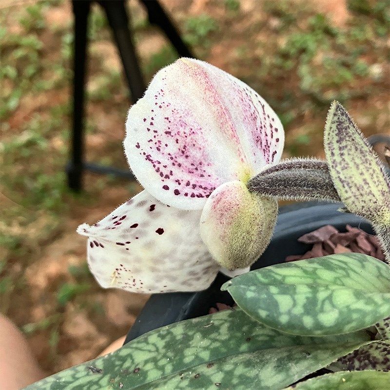 匠人花圃巨瓣兜兰花植物盆栽硬叶肉饼大花室内养绿植花卉同色苗