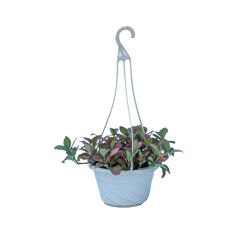 网纹草盆栽室内阳台室外庭院好养易活植物吊兰垂吊型观叶花卉绿植