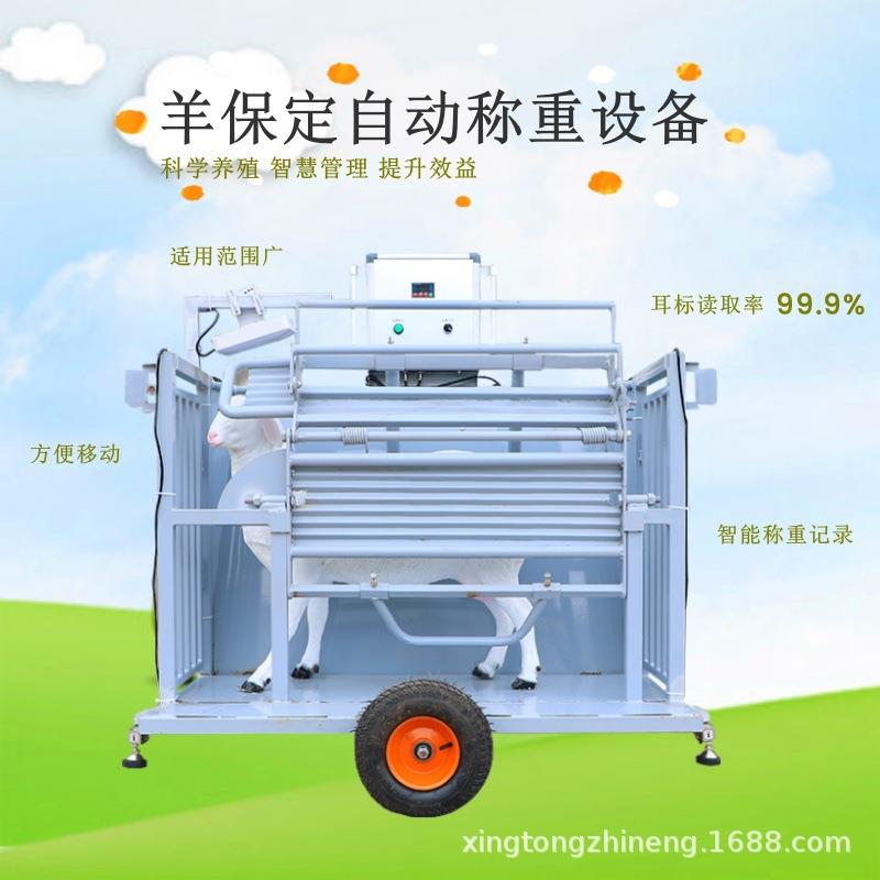 可翻转可称重羊用保定架牧场羊只管理设备智慧牛羊管理机械