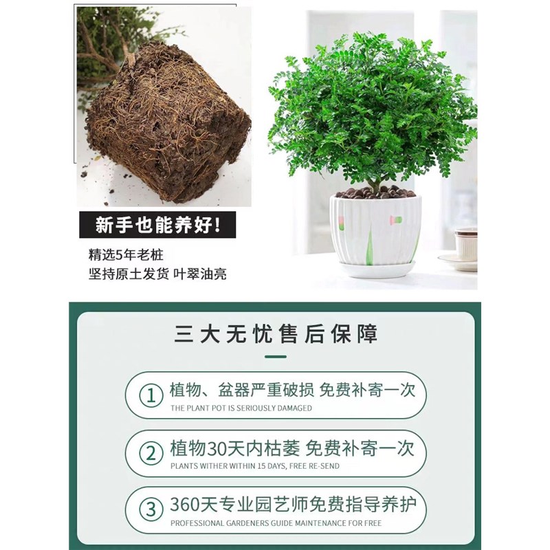 正宗清香胡椒木盆栽花卉室内外驱蚊草植物树苗老桩盆景九里香绿植