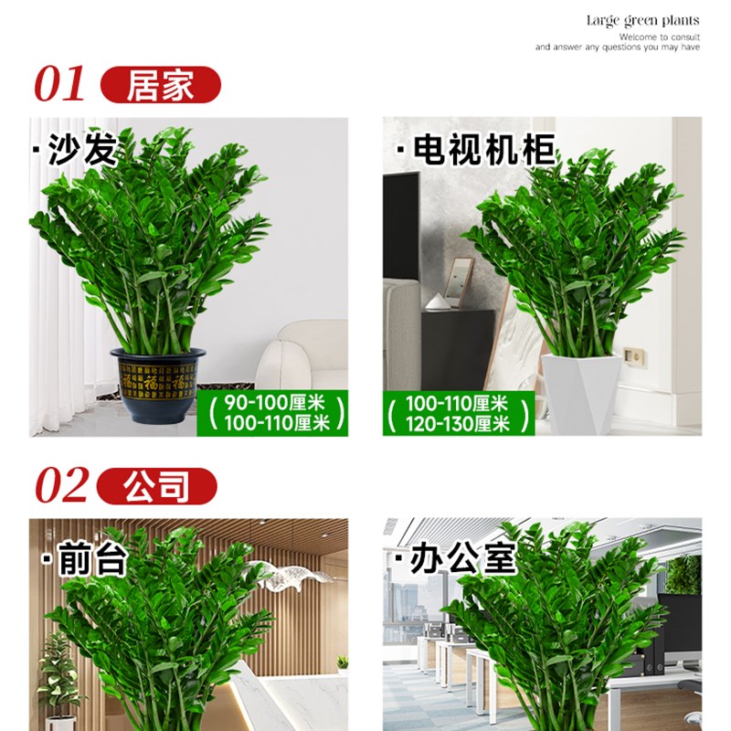 金钱树客厅大花盆栽大型绿植室内好养活新房乔迁搬家1米落地植物