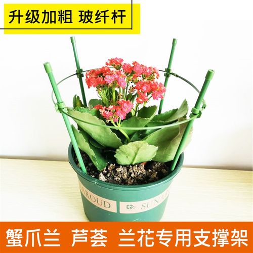 蟹爪兰支架单层花架加粗兰花芦荟支撑护叶爬藤架子园艺支架小花架