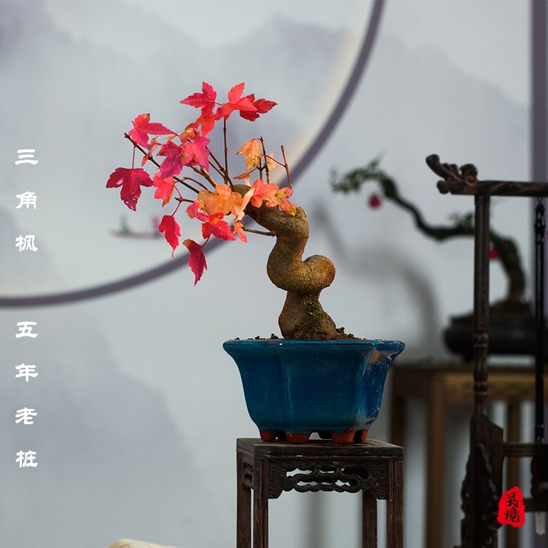 唐枫盆栽植物书房茶台办公桌三角枫造型盆景阳台老桩绿植观叶好养