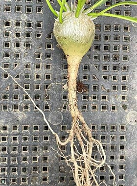 惠比大黑 块根植物开黄色花冷门多肉植物小盆栽 惠比须笑阳台花卉