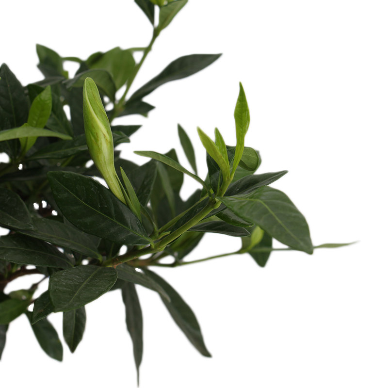 包邮栀子花盆栽带花苞四季花卉盆栽植物室内观花植物枝枝花好养花