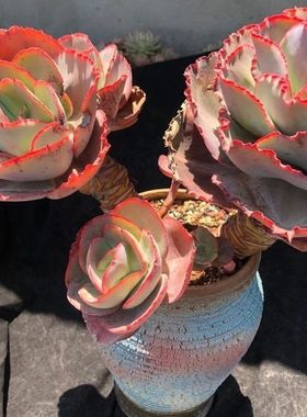 精品包菜系高砂之翁 蓝色妖姬 狂野男爵巨型多肉植物新手好养易活