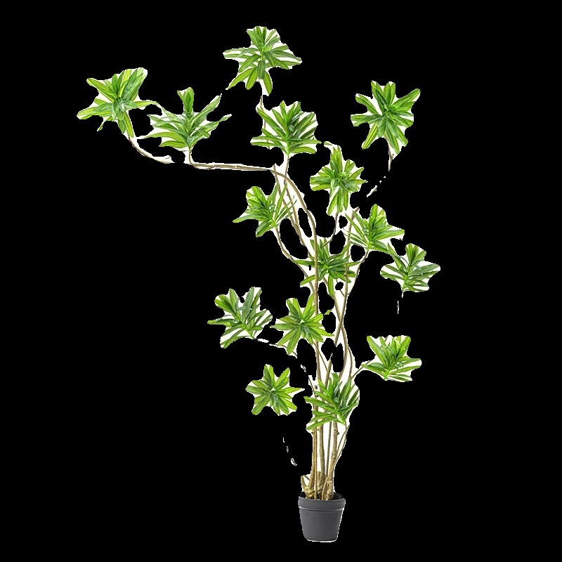 百合竹客厅绿植室内大盆栽落地轻奢高级感旺宅植物大型客厅禄植树