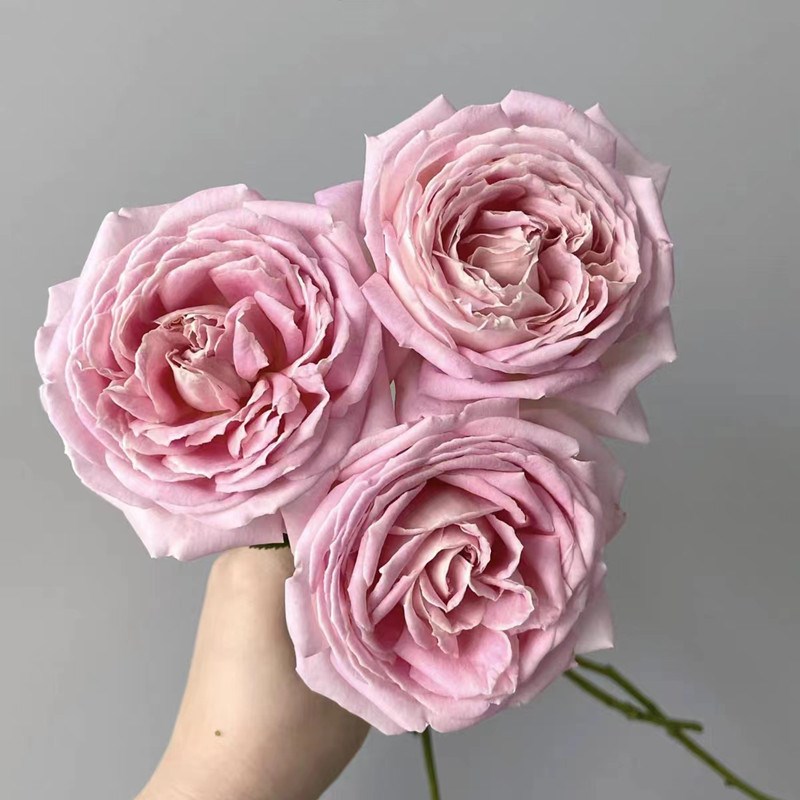 天赐恩宠月季大花浓香 四季开花庭院阳台盆栽 美观实用