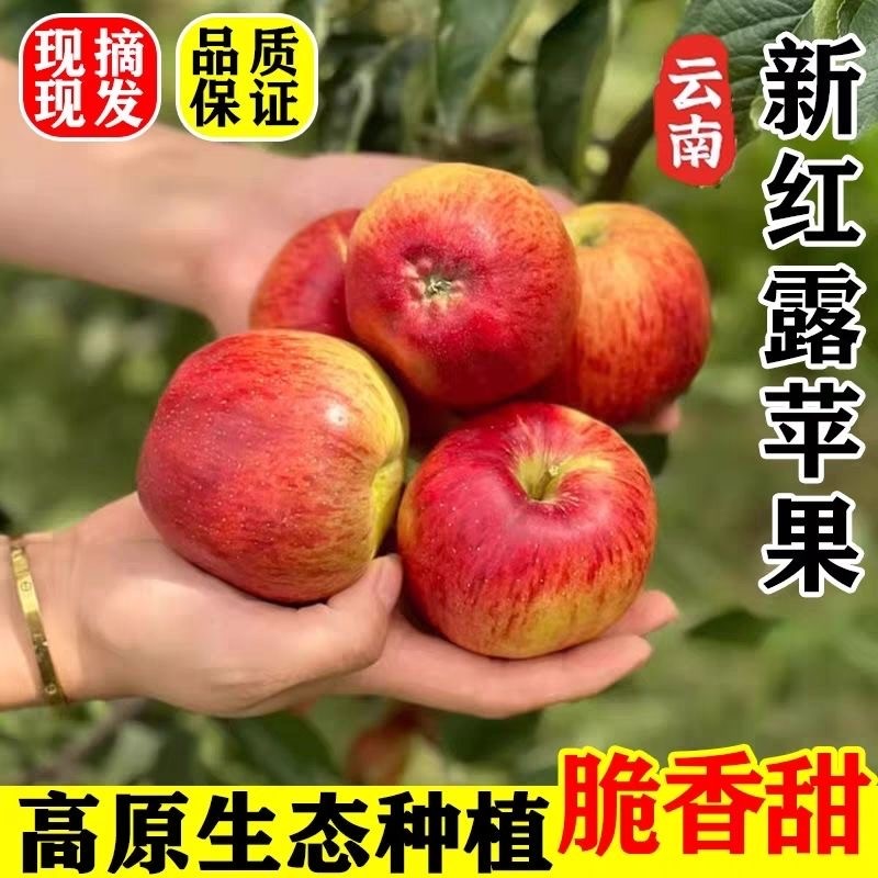 2026当季头茬昭通红露苹果无催熟打蜡天然果香浓郁直发优选果品1