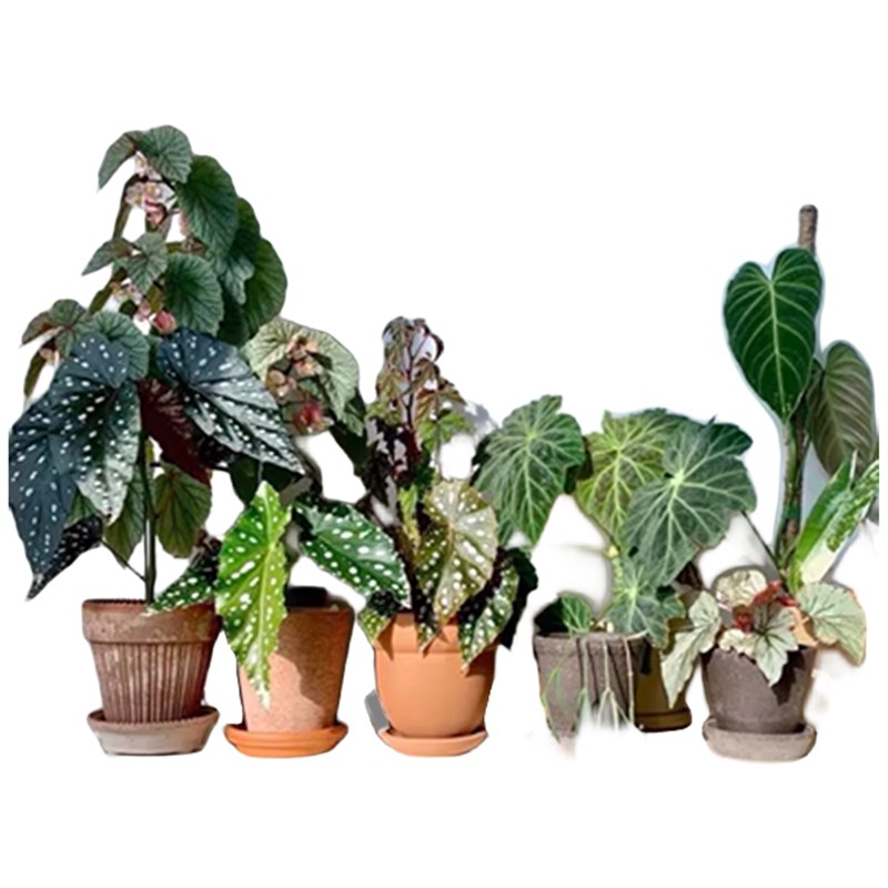 麒麟瓜秋海棠蟆叶类阳台室外室内客厅桌面绿植盆栽观叶赏花植物