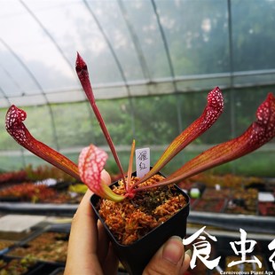 猩红瓶子草 新手推荐食虫植物-食虫草 奇异植物 回声草