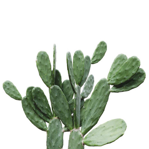 墨西哥胭脂掌仙人掌红花多肉米邦塔沙生植物景观造景设计北欧风