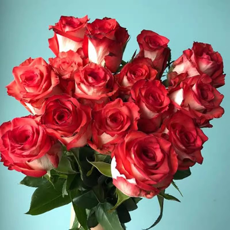 肯尼亚玫瑰新品切花胭脂扣月季花苗复古阳台庭院盆栽四季开花植物