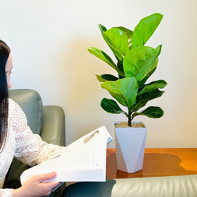 琴叶榕绿植好养活室内客厅四季去甲醛新房大型盆栽公室大叶植物