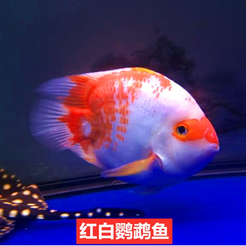 淡水鹦鹉鱼活鱼热带观赏鱼发财鱼财神元宝鹦鹉鱼血鹦鹉鱼红鹦鹉鱼