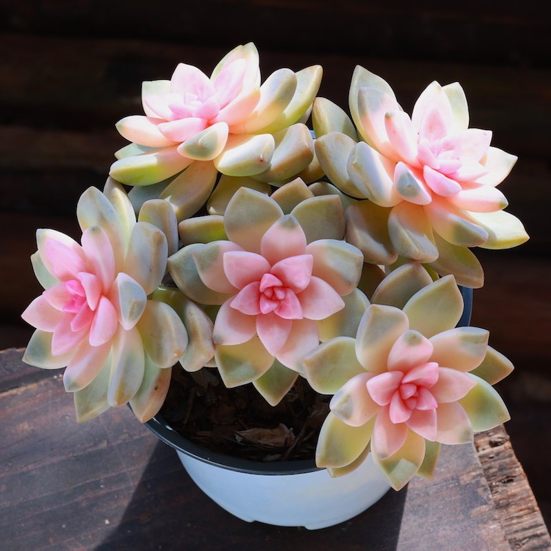 粉色紫雾多肉植物老桩绿植花卉组合盆栽阳台室内精品网红新手肉肉