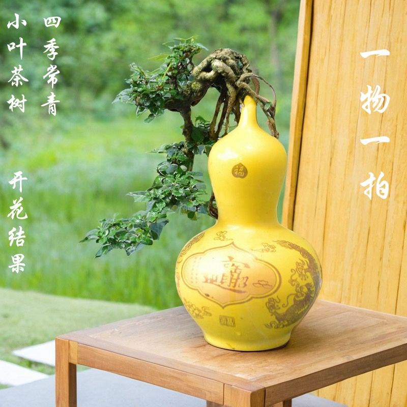 福建茶老桩造型盆景盆栽桌面办公室内庭院花卉绿植