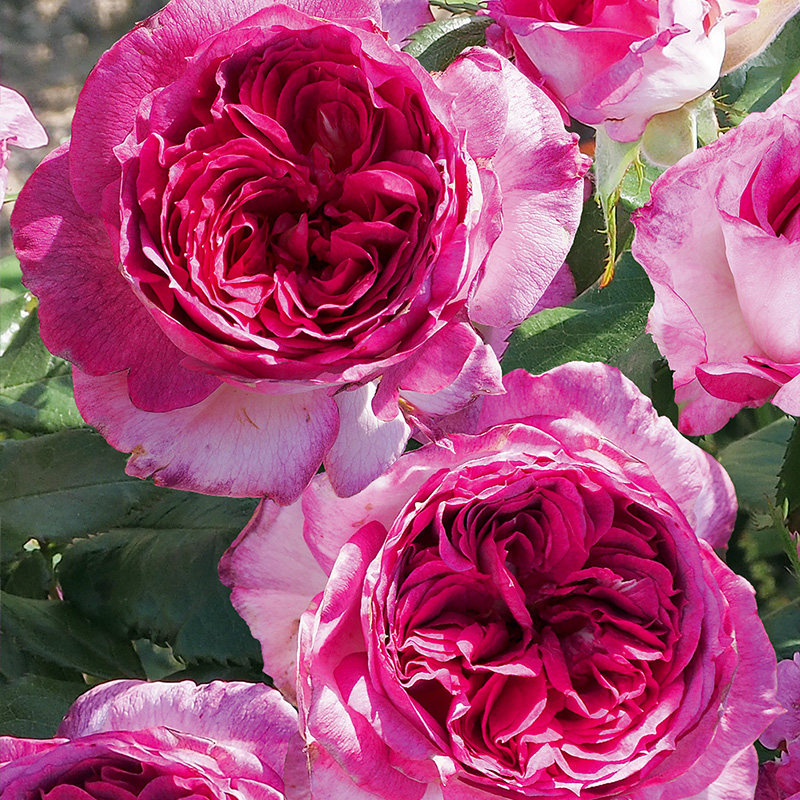 有寻植物 月季蓝莓蛋糕花卉苗盆栽庭院阳台爬藤攀援,鲜花速递/花卉仿真/绿植园艺,月季/蔷薇/玫瑰,淘宝优惠券,粉丝福利购,淘宝优惠卷