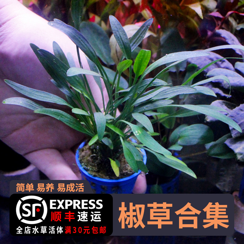 椒草合集咖啡椒泰国小青椒迷你椒绿温蒂喷泉椒草起泡椒草双色椒草