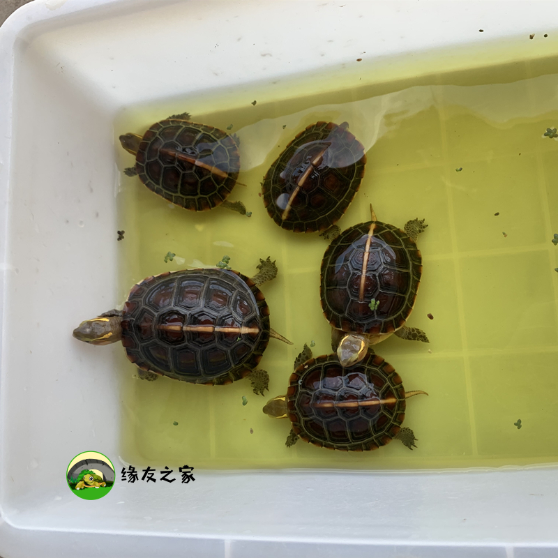 黄缘专用电解多维 乌龟常备药品 电解质益生素维生素饲料添加剂