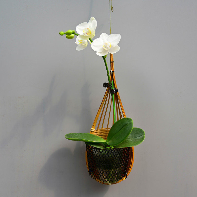 兰花蝴蝶兰吊篮植物壁挂室内办公室吊兰手编织篓净化空气绿植花卉,鲜花速递/花卉仿真/绿植园艺,国兰/杂交兰/洋兰类,淘宝优惠券,粉丝福利购,淘宝优惠卷