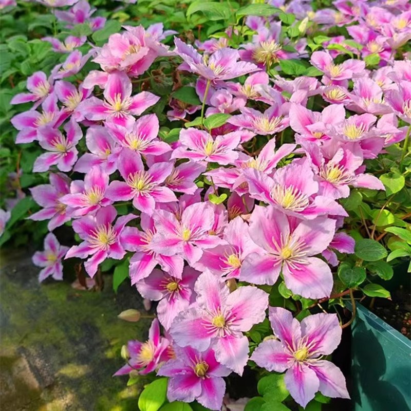 铁线莲花苗爬藤植物对版攀援庭院阳台盆栽地载耐寒四季开花绿植花