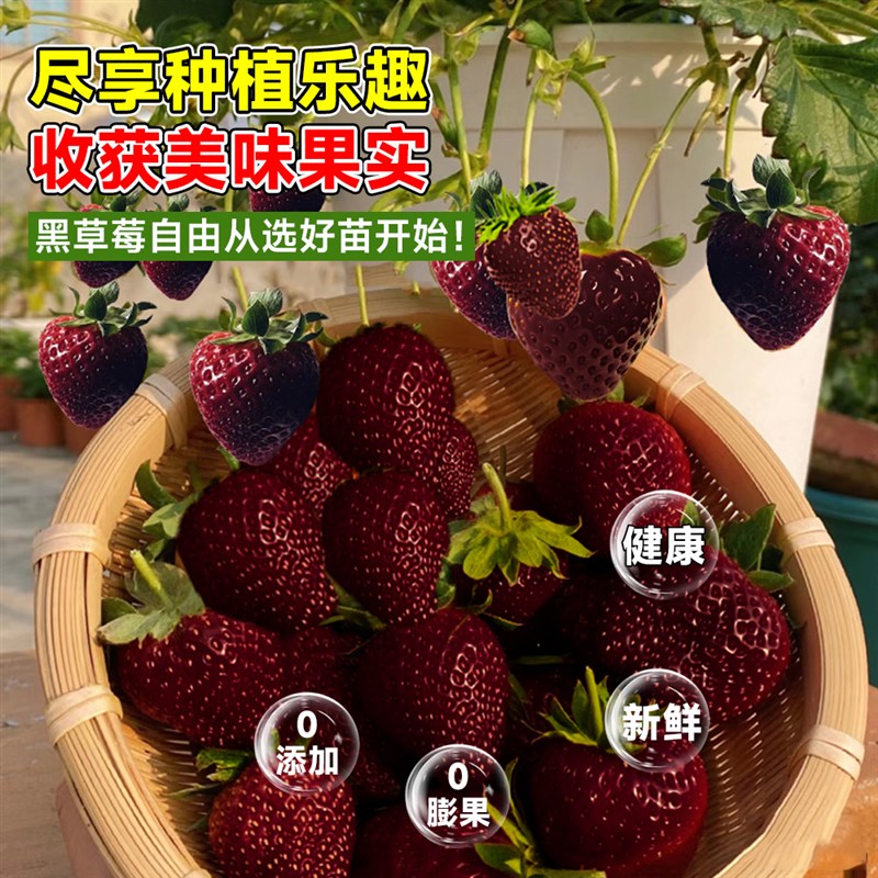 黑珍珠草莓苗秧冬季盆栽植物四季结果绿植室内阳台食用奶油草莓苗