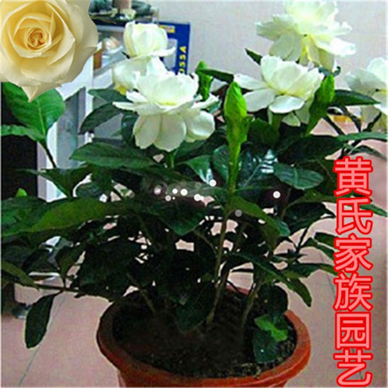 栀子花盆栽客厅阳台办公桌绿植芳香花卉木本植物耐寒耐热2盆包邮