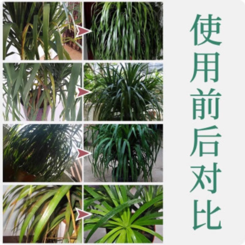 龙血树专用肥龙须树专用营养液大型绿植观叶植物干尖黄叶黑斑烂根