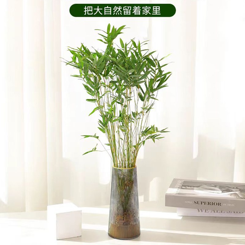 水培米竹室内花卉盆栽南天竹盆景富贵竹凤尾竹子苗四季常青绿植物
